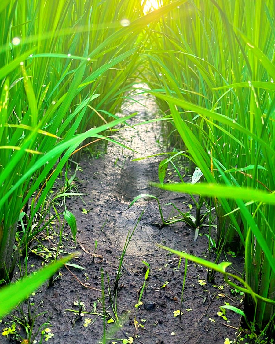朝の光が差し込む稲の間の水路