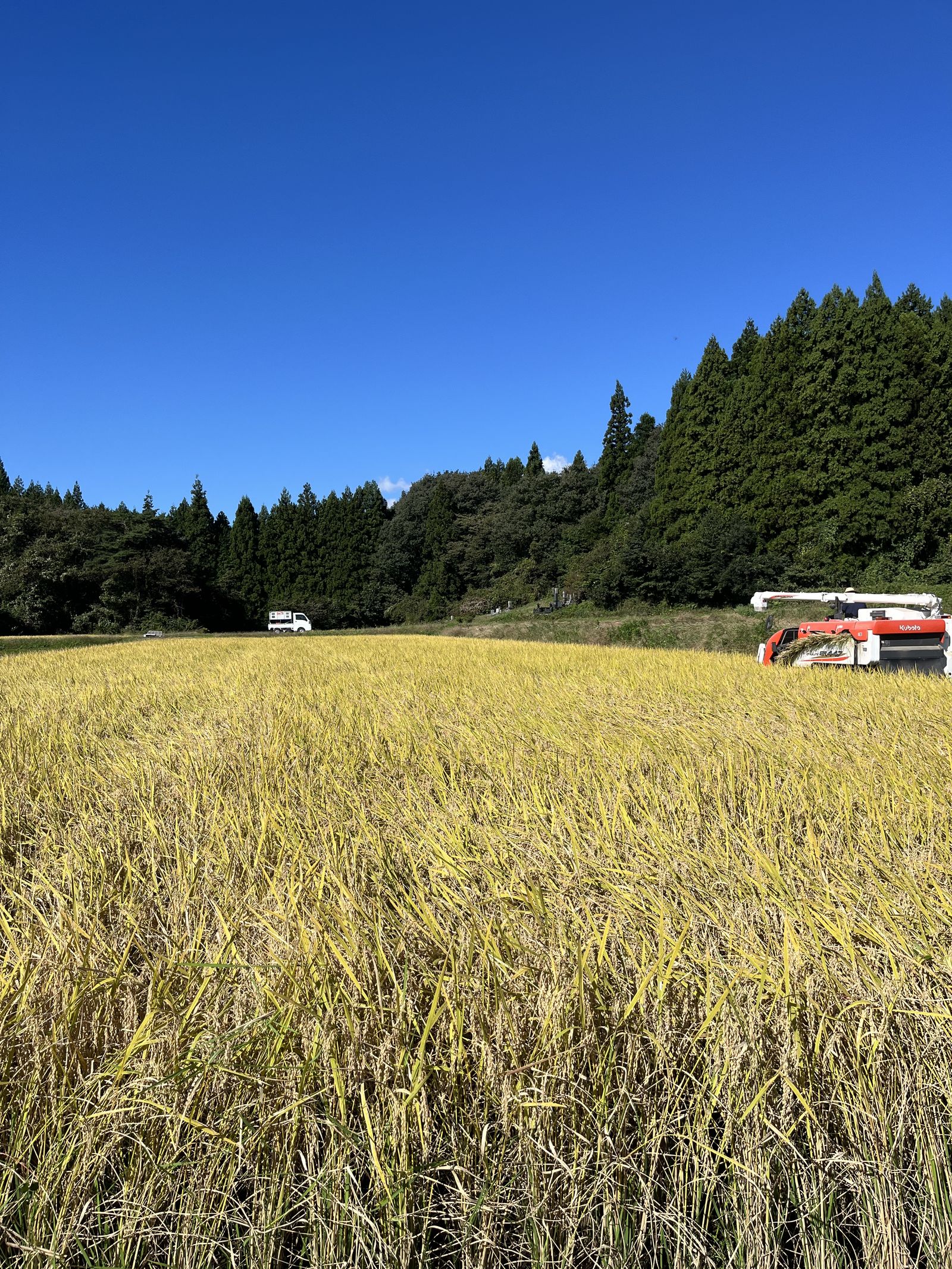 黄金色の田んぼを進むコンバイン