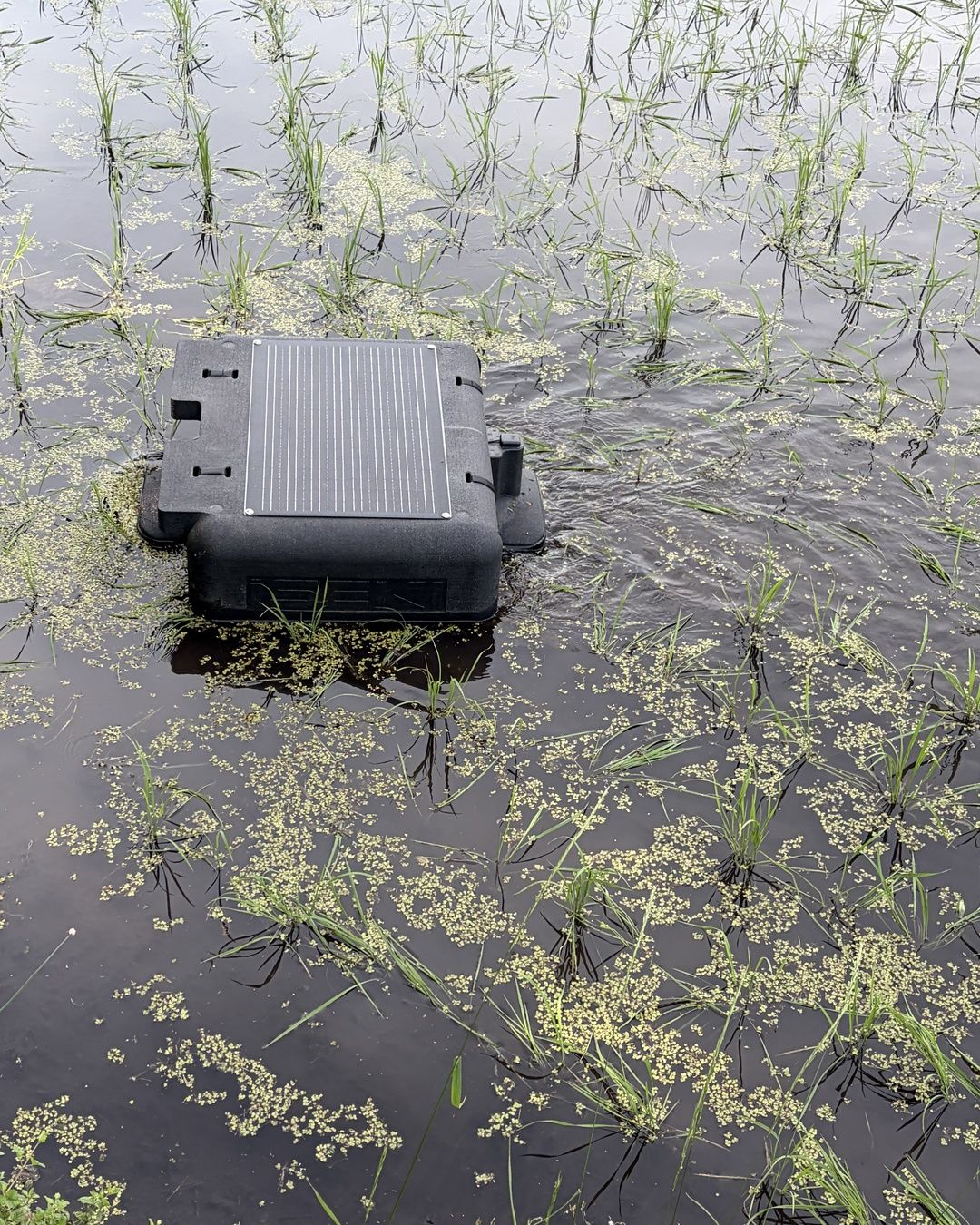 水を張った田んぼに浮かぶ除草ロボット